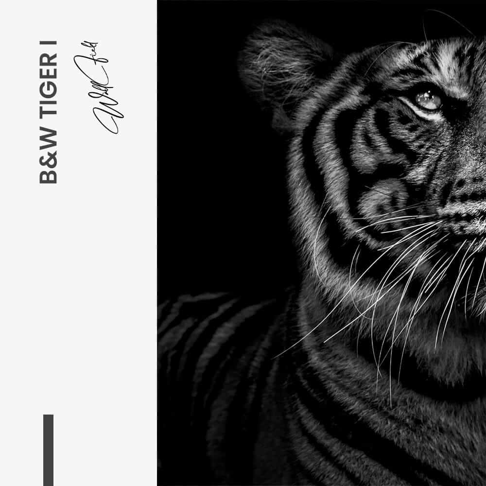 Bundle: "B&W Tiger" (2x) – Glass