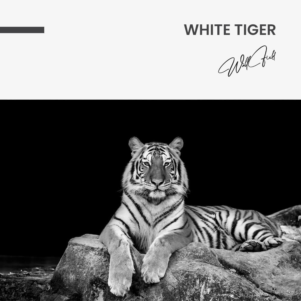 "White Tiger"